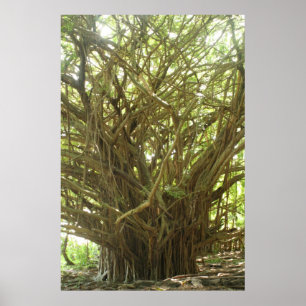 Banyan Tree Poster