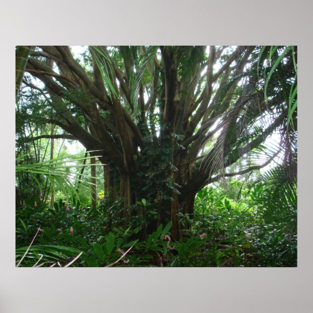 Banyan Tree Poster (Vorne)