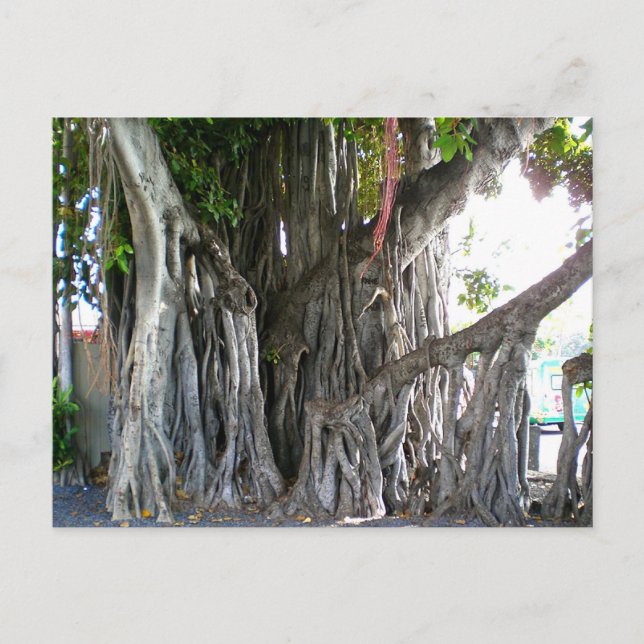 Banyan Tree Postkarte (Vorderseite)