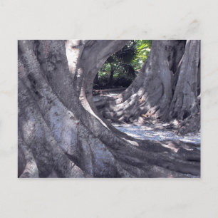 Banyan Trees Postkarte