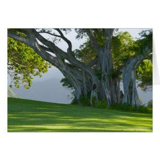 Banyanbaum, Manoa Tal, Honolulu, Hawai'i