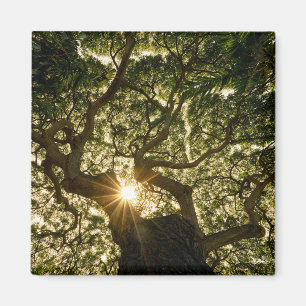 Banyanbaum-Überdachung Sunstar Magnet