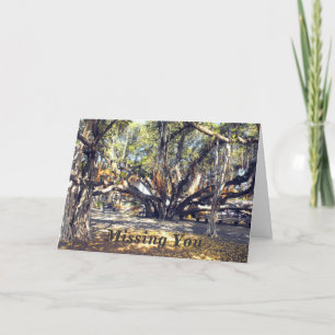 Banyon Tree in Lahaina Maui, Vermisst Karte