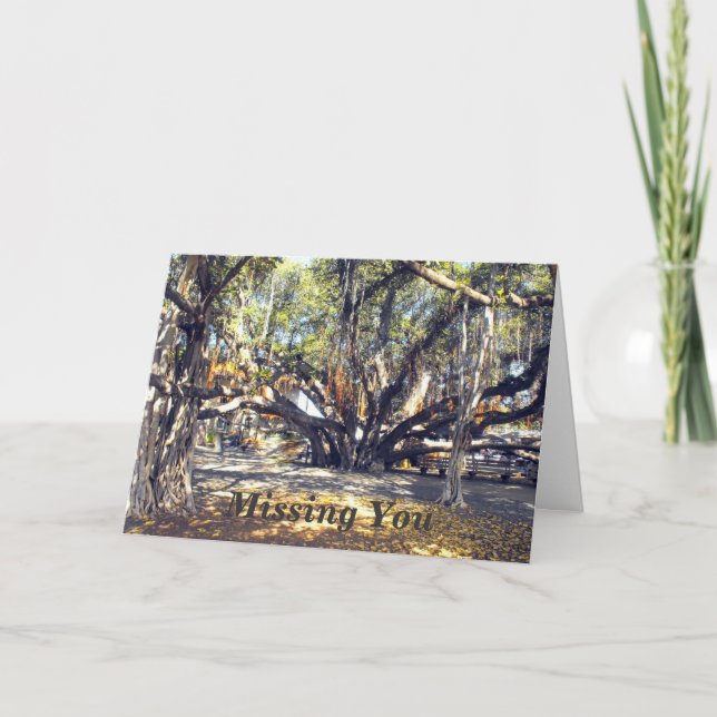 Banyon Tree in Lahaina Maui, Vermisst Karte (Vorderseite)