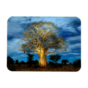 Baobab (Adansonia) Baum, der vom Mond erhellt wird Magnet