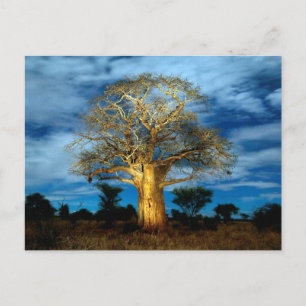 Baobab (Adansonia) Baum, der vom Mond erhellt wird Postkarte