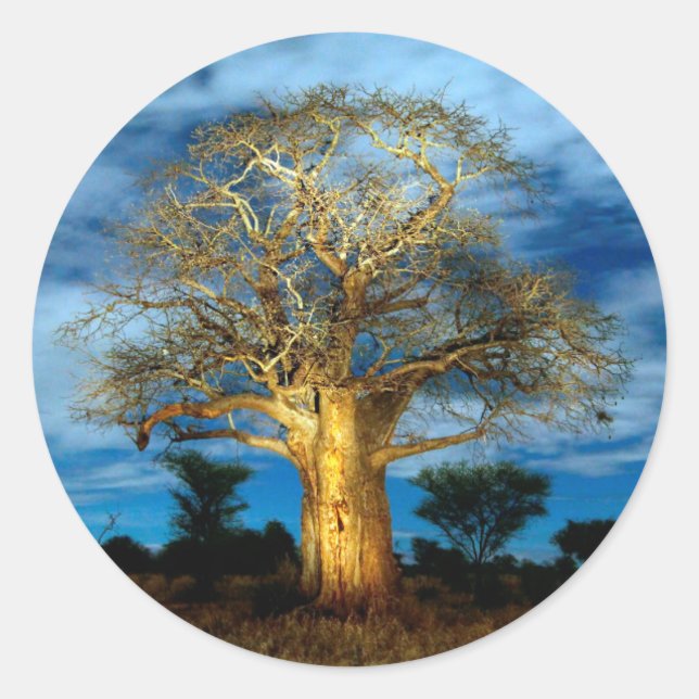 Baobab (Adansonia) Baum, der vom Mond erhellt wird Runder Aufkleber (Vorderseite)