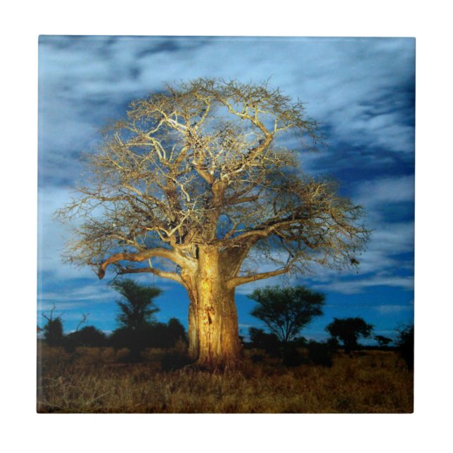 Baobab (Adansonia) Baum leuchtet auf dem Mond Fliese (Vorderseite)