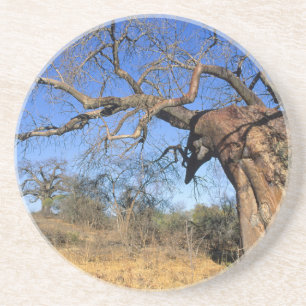 Baobab (Adansonia Digitata), Kruger National Getränkeuntersetzer