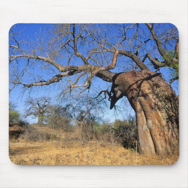 Baobab (Adansonia Digitata), Krüger National Mousepad (Vorne)