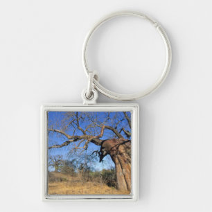 Baobab (Adansonia Digitata), Kruger National Schlüsselanhänger