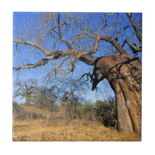 Baobab (Adansonia Digitata), Kruger Nationalpark Fliese