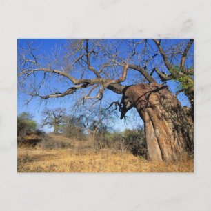 Baobab (Adansonia Digitata), Kruger Nationalpark Postkarte
