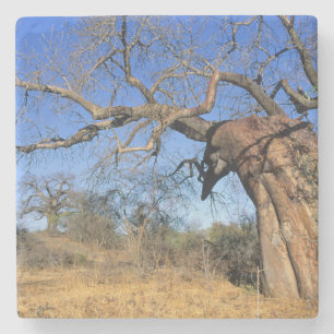 Baobab (Adansonia Digitata), Kruger Nationalpark Steinuntersetzer