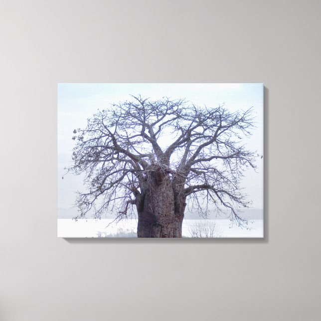 Baobab (Adansonia Digitata), Luanda Leinwanddruck (Vorderseite)
