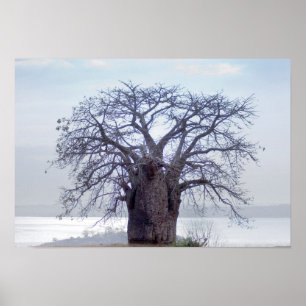 Baobab (Adansonia Digitata), Luanda Poster