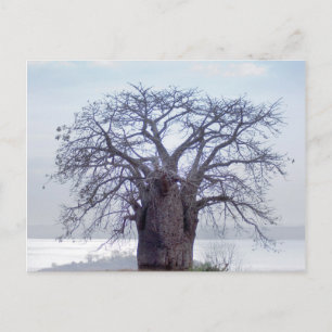 Baobab (Adansonia Digitata), Luanda Postkarte