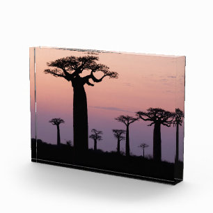 Baobab-Allee', Madagaskar, Morondava, Afrika, Fotoblock
