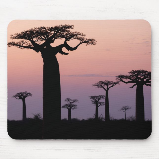 Baobab-Allee', Madagaskar, Morondava, Afrika, Mousepad (Vorne)