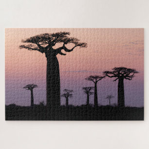 Baobab-Allee', Madagaskar, Morondava, Afrika, Puzzle