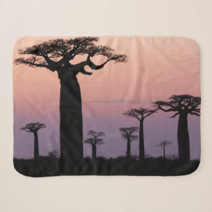 Baobab-Allee', Madagaskar, Morondava, Afrika, Sherpadecke