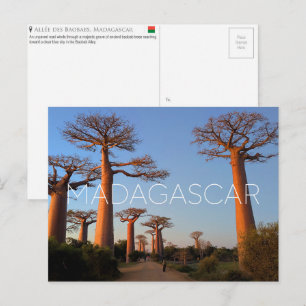 Baobab-Allee, Madagaskar Reise-Postkarte Postkarte
