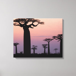 Baobab Alley', Madagaskar, Morondava, Afrika, Leinwanddruck