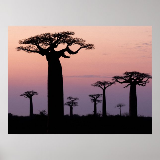 Baobab Alley', Madagaskar, Morondava, Afrika, Poster (Vorne)