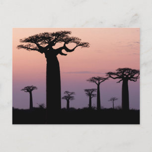Baobab Alley', Madagaskar, Morondava, Afrika, Postkarte
