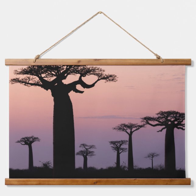 Baobab Alley', Madagaskar, Morondava, Afrika, Wandteppich Mit Holzrahmen (Vorne)