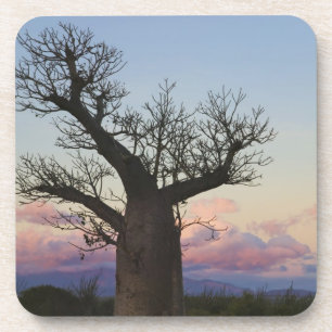 Baobab-Bäume, Berenty, Toliara, Madagaskar Getränkeuntersetzer