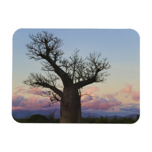 Baobab-Bäume, Berenty, Toliara, Madagaskar Magnet