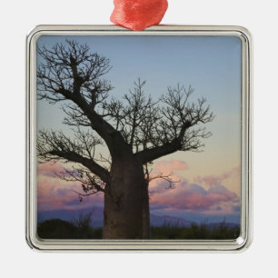 Baobab-Bäume, Berenty, Toliara, Madagaskar Silbernes Ornament