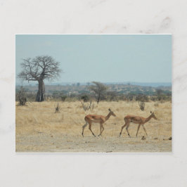 Baobab-Baumzweig personalisieren Destiny Destiny's Postkarte