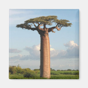 Baobab Madagaskar Magnet