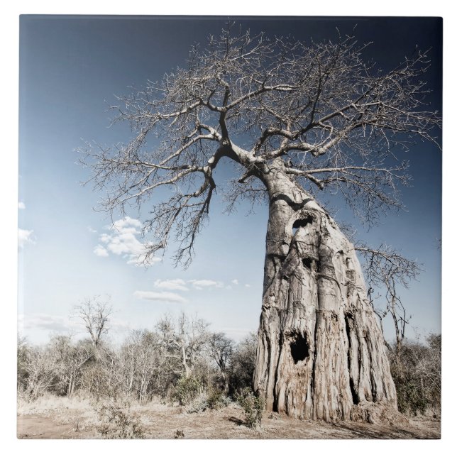 Baobab Tree at Mana Pools National Park, Simbabwe Fliese (Vorderseite)