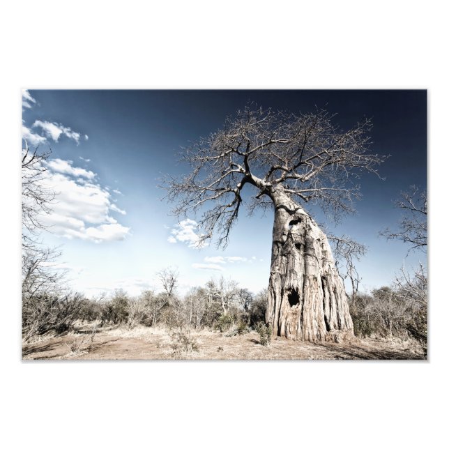 Baobab Tree at Mana Pools National Park, Simbabwe Fotodruck (Vorne)