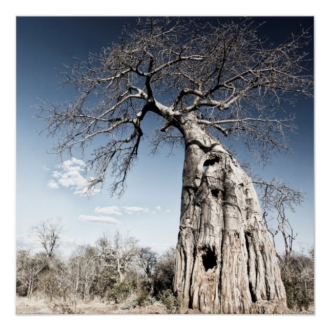 Baobab Tree at Mana Pools National Park, Simbabwe Poster (Vorderseite)
