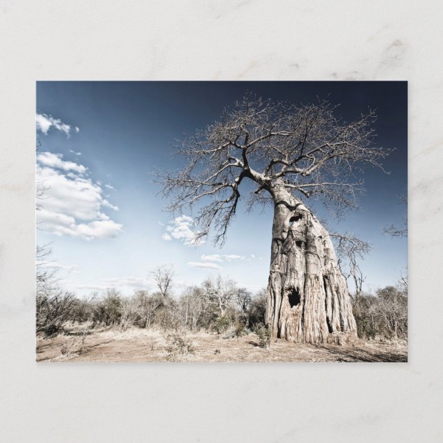 Baobab Tree at Mana Pools National Park, Simbabwe Postkarte (Vorderseite)