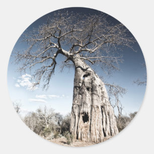 Baobab Tree at Mana Pools National Park, Simbabwe Runder Aufkleber