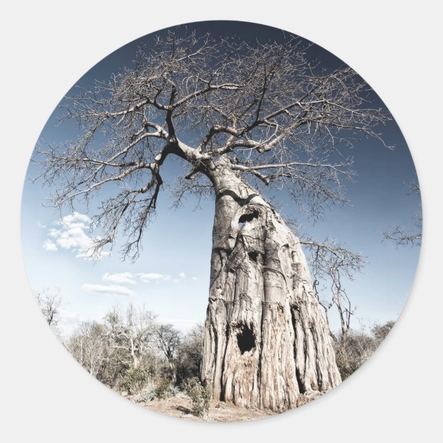 Baobab Tree at Mana Pools National Park, Simbabwe Runder Aufkleber (Vorderseite)