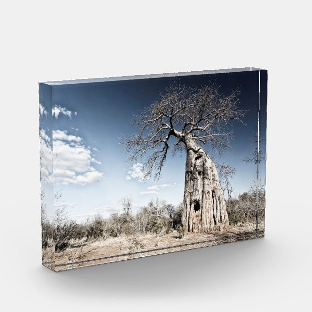 Baobab Tree at Mana Pools Nationalpark Foto (Links)