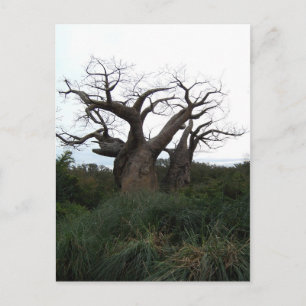 Baobab Tree Postcard Postkarte