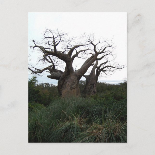 Baobab Tree Postcard Postkarte (Vorderseite)
