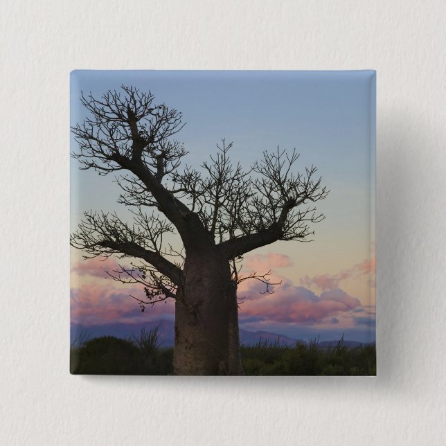 Baobab trees, Berenty, Toliara, Madagaskar Button (Vorderseite)