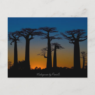Baobabs de Madagascar Postkarte