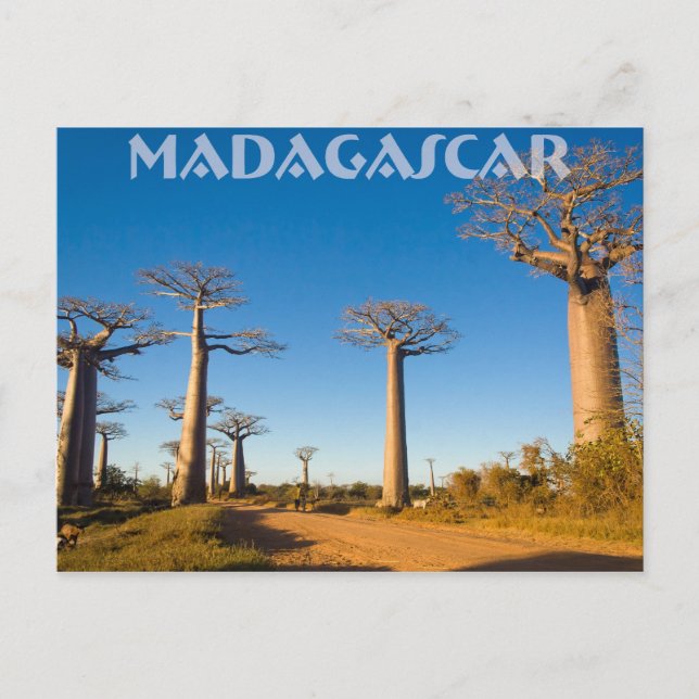 Baobabs de Madagascar Postkarte (Vorderseite)