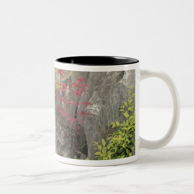 Baos Familiengarten, Huangshan, China. Zweifarbige Tasse (Rechts)