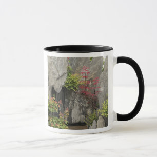 Baos Familiens Garten, Huangshan, China. Tasse