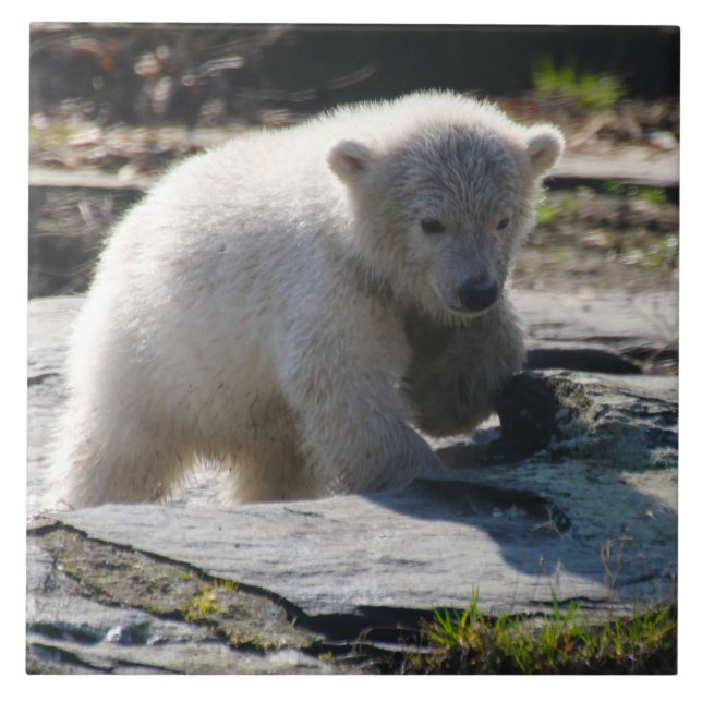 Bär 07 fliese (Vorderseite)